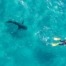 Drone top view of snorkel diver with big shark