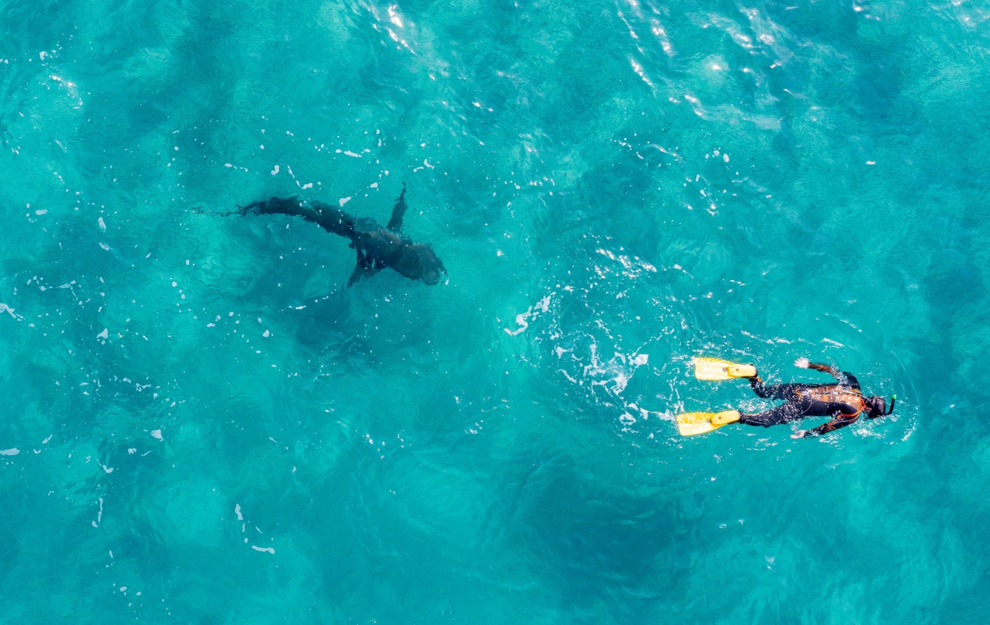 Drone top view of snorkel diver with big shark